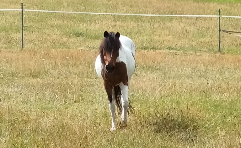 La nouvelle famille de Flika